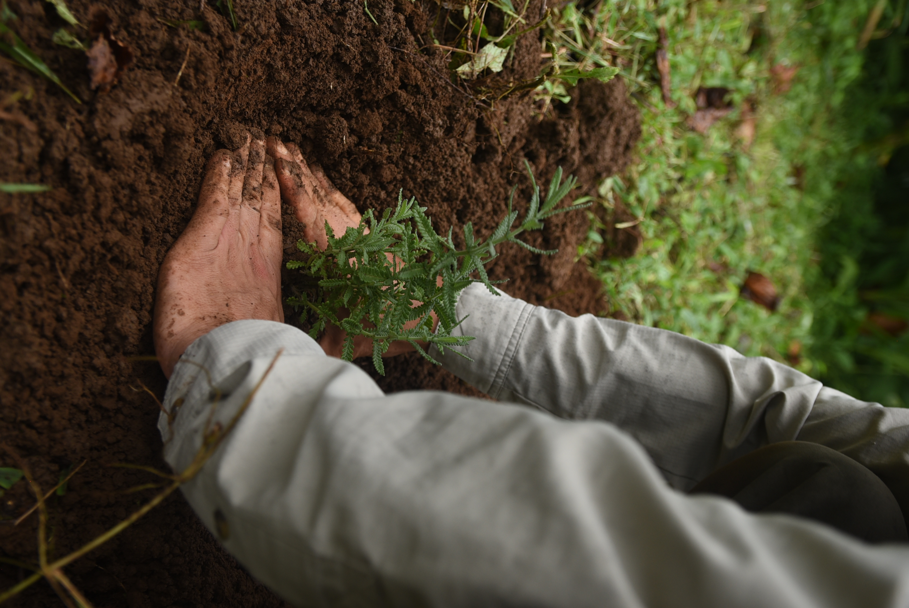 Agricultura Orgánica
